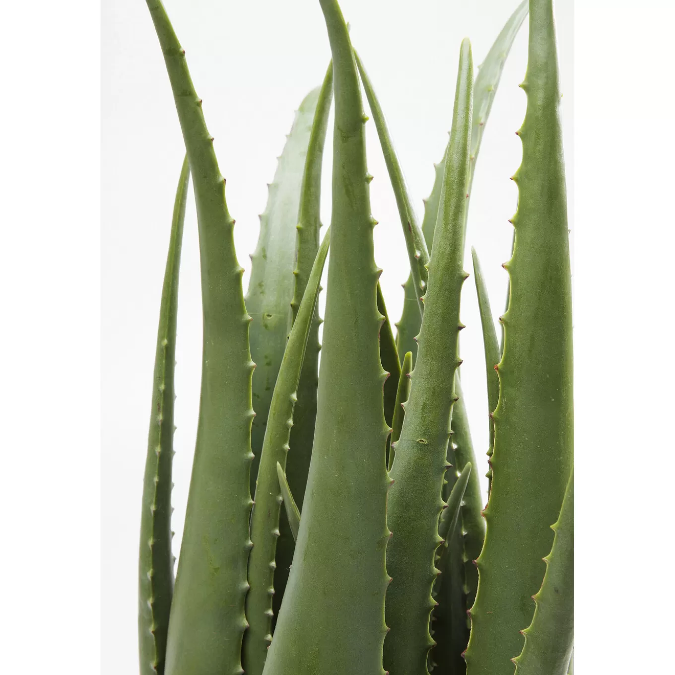 Deco Plant Aloe 69Cm^KARE Design Cheap