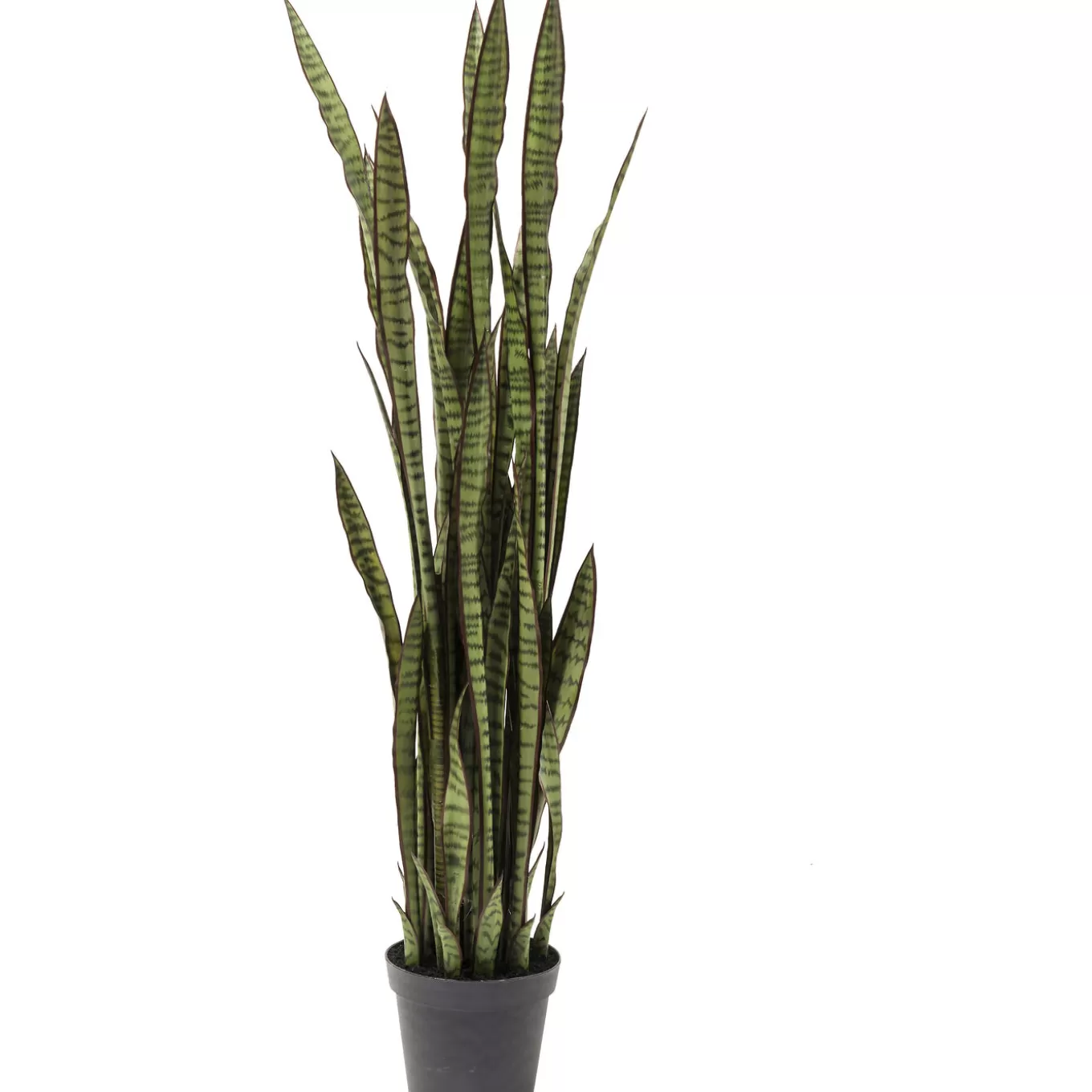 Deco Plant Sansewieria 155Cm^KARE Design Store