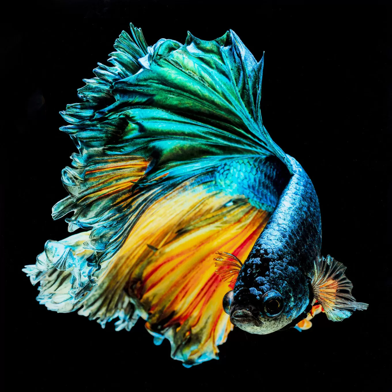 Glass Picture Aqua Queen Fish 100X100Cm^KARE Design Store