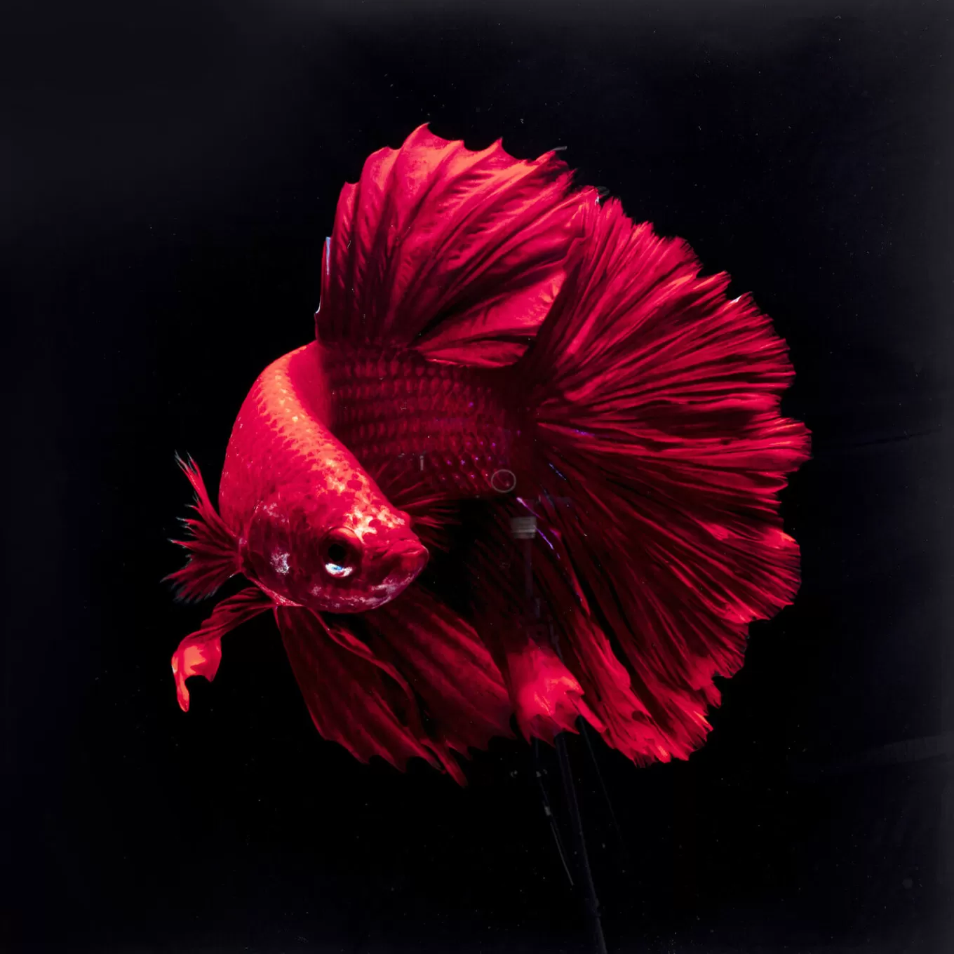 Glass Picture Fire Fish 100X100Cm^KARE Design Flash Sale