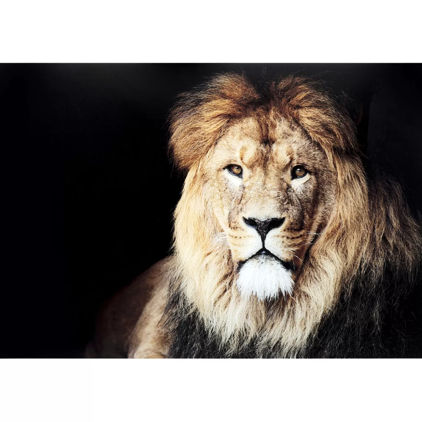 Glass Picture King Of Lion 150X100Cm^KARE Design Online