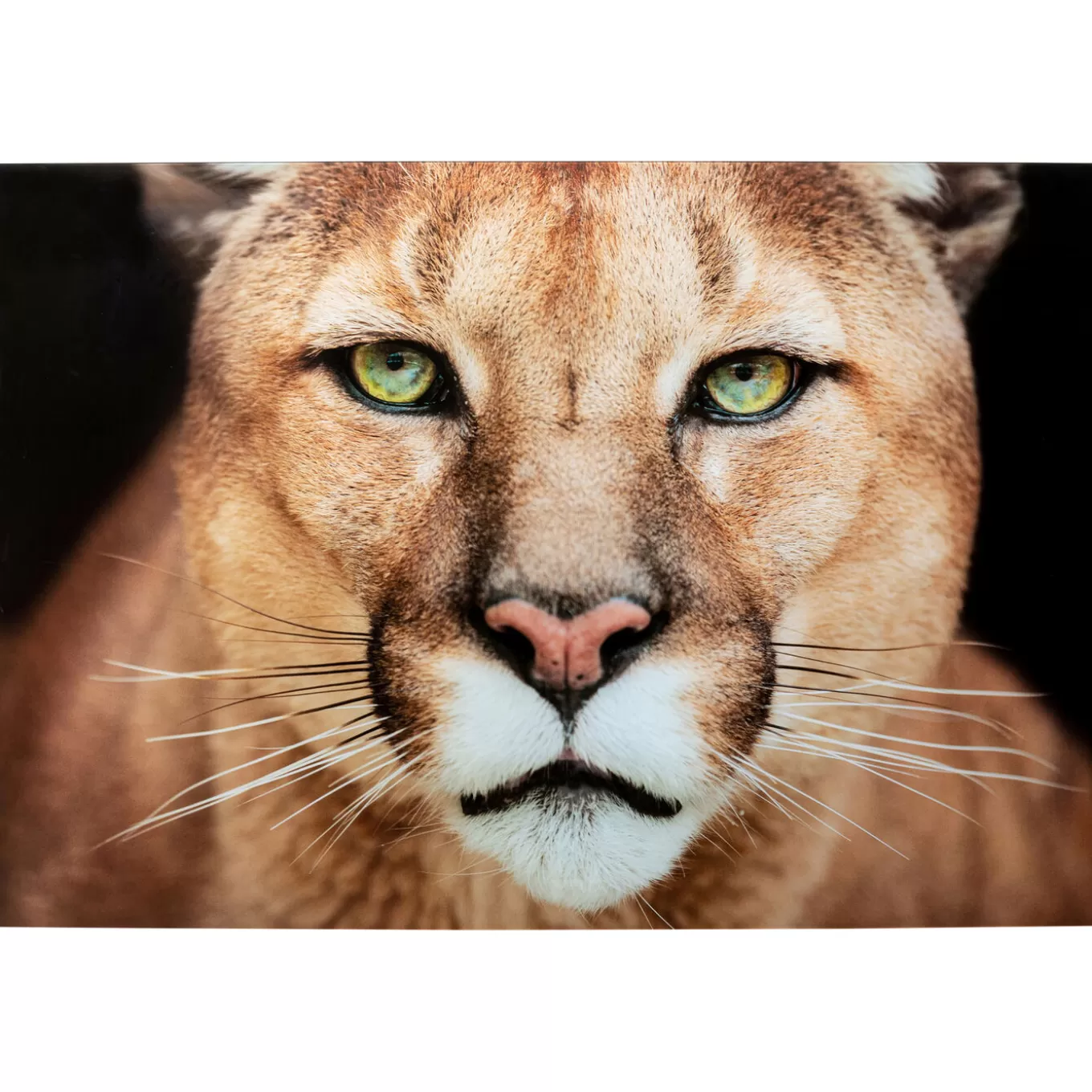 Glass Picture Lioness 150X100Cm^KARE Design Best Sale