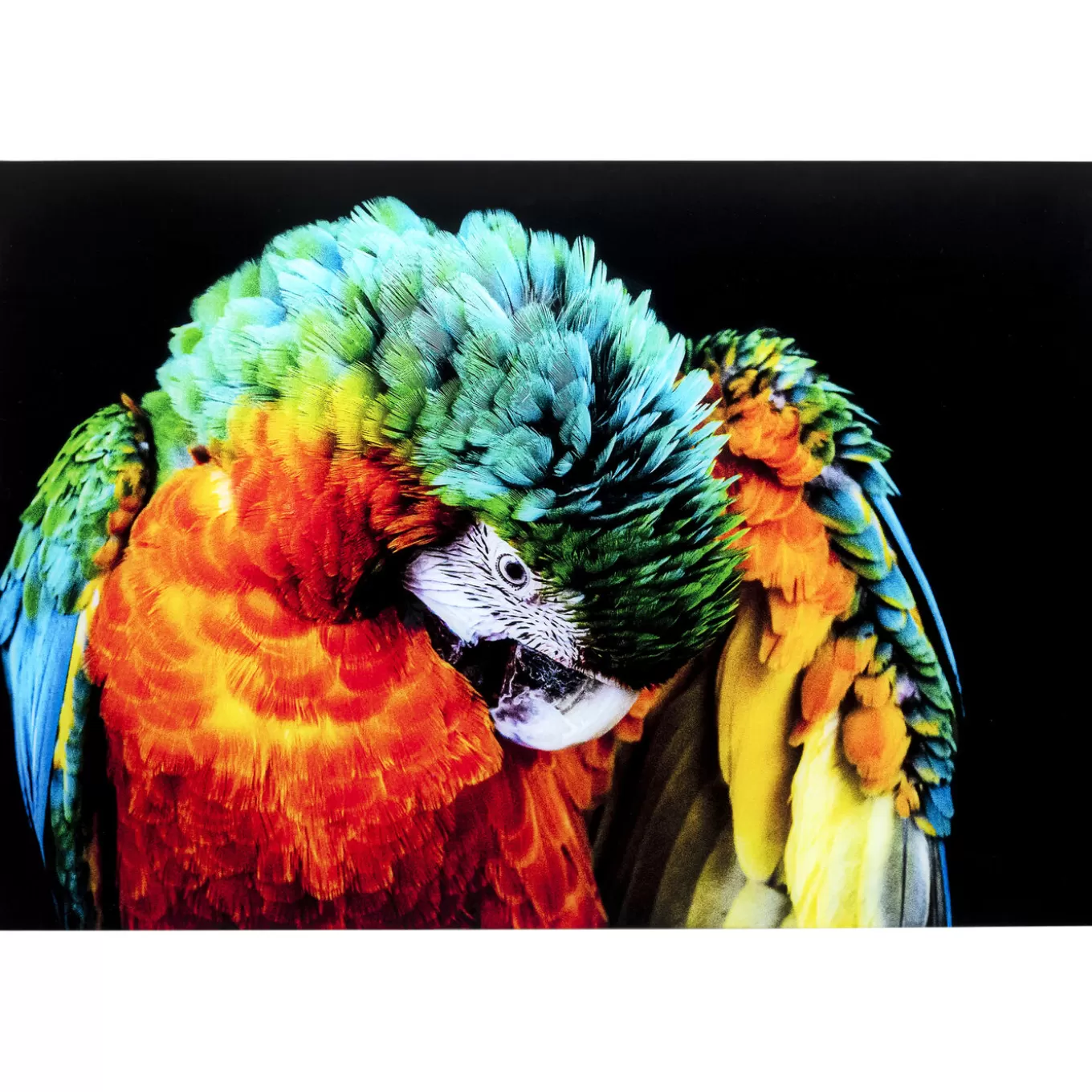 Glass Picture Tropical Parrot 120X80Cm^KARE Design Sale