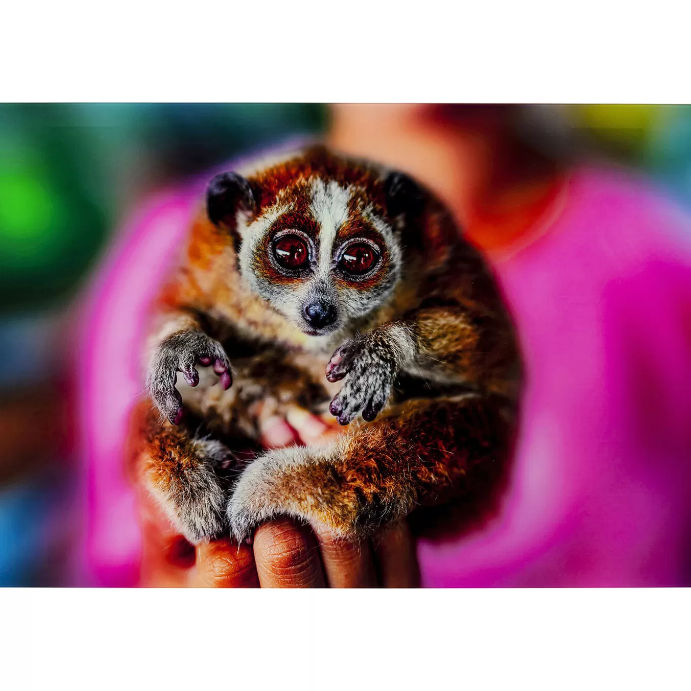 Picture Glass Slow Loris 80X120^KARE Design Best Sale