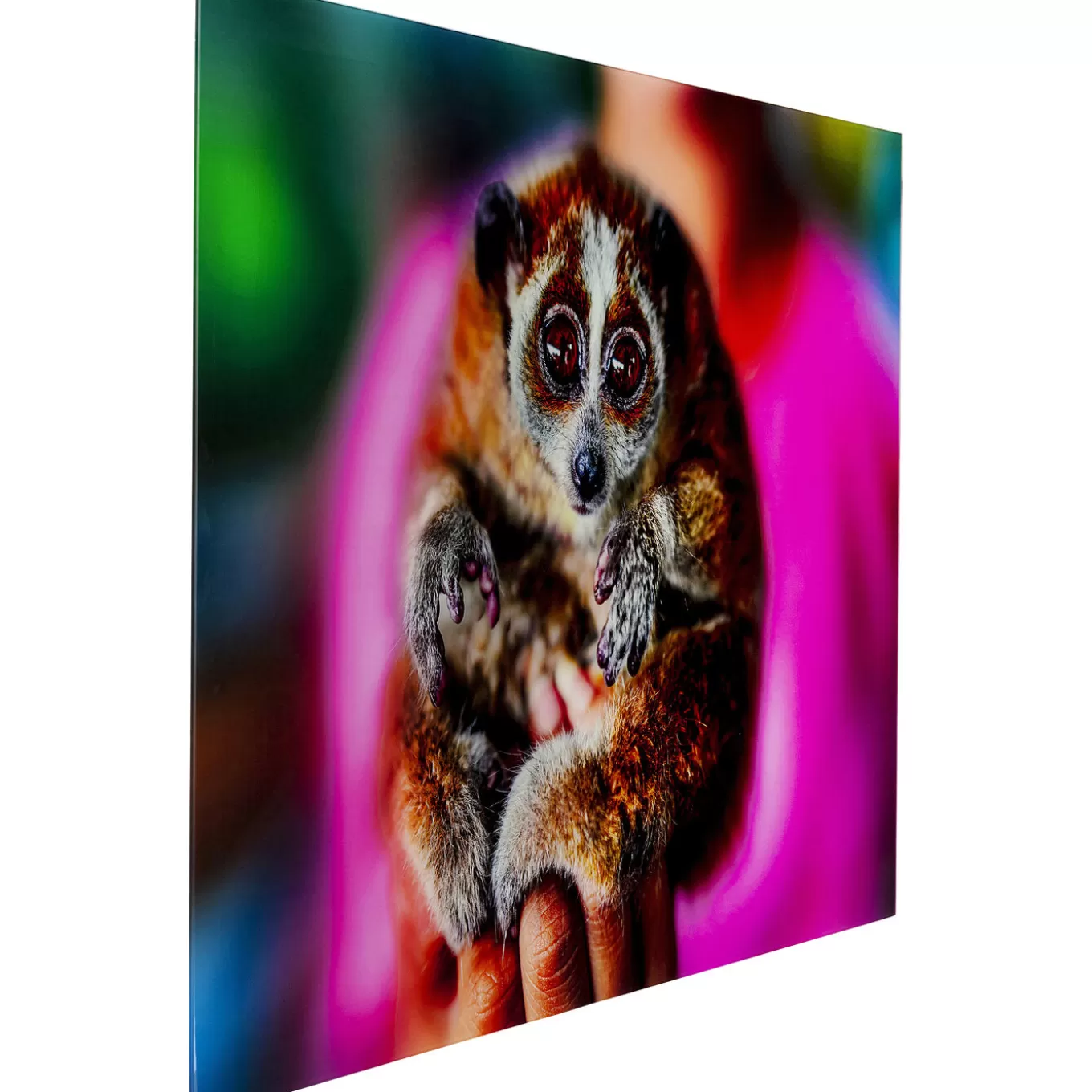 Picture Glass Slow Loris 80X120^KARE Design Best Sale